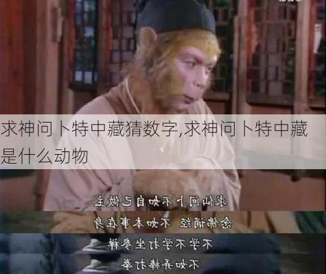 求神问卜特中藏猜数字,求神问卜特中藏是什么动物