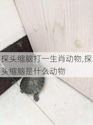 探头缩脑打一生肖动物,探头缩脑是什么动物