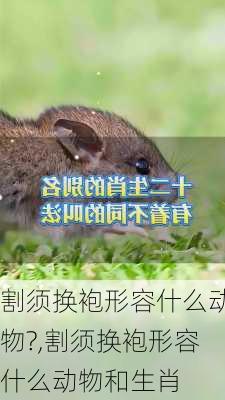 割须换袍形容什么动物?,割须换袍形容什么动物和生肖