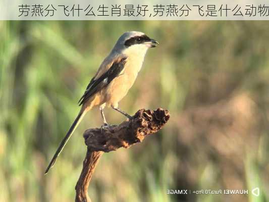 劳燕分飞什么生肖最好,劳燕分飞是什么动物