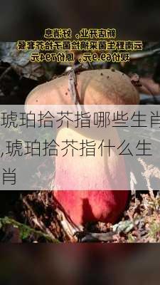 琥珀拾芥指哪些生肖,琥珀拾芥指什么生肖