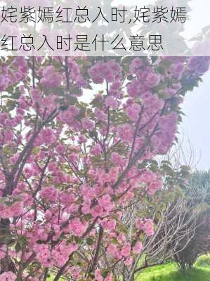 姹紫嫣红总入时,姹紫嫣红总入时是什么意思